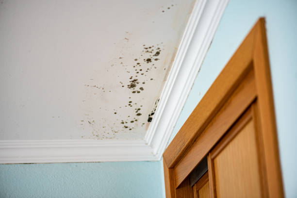 Best Mold Testing and Inspection Services in Cortland West, NY