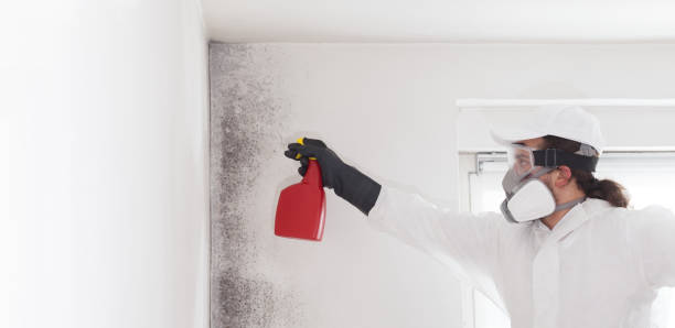 Best Commercial Mold Remediation in Cortland West, NY