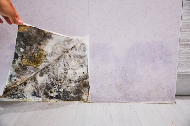 Trusted Cortland West, NY Mold Remediation Experts